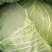包菜甘肃靖远包菜大量现货口感好色泽鲜艳爱运输