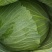 包菜甘肃靖远包菜大量现货口感好色泽鲜艳爱运输