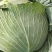 包菜甘肃靖远包菜大量现货口感好色泽鲜艳爱运输