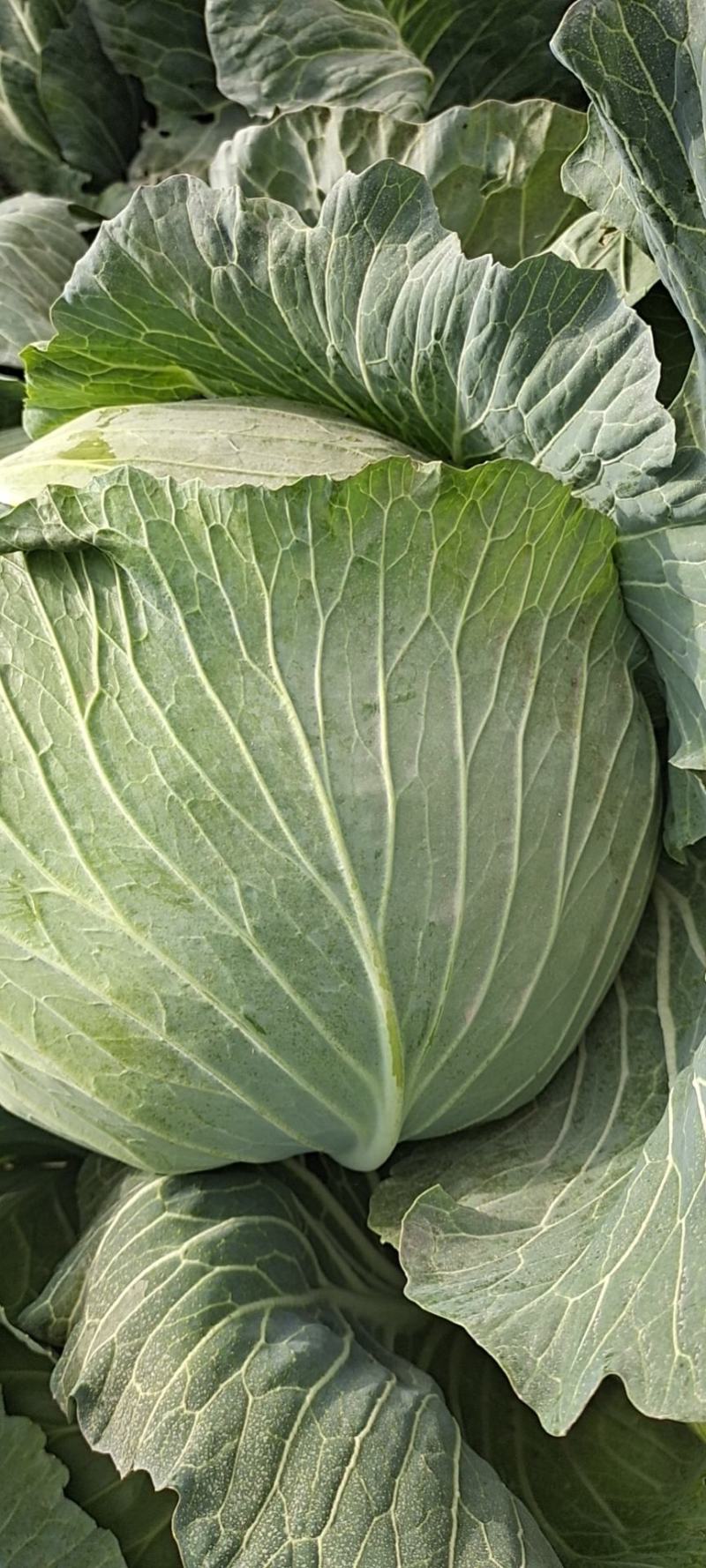 包菜甘肃靖远包菜大量现货口感好色泽鲜艳爱运输