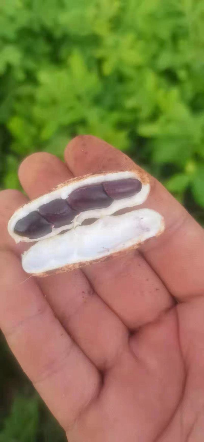 紫米花生