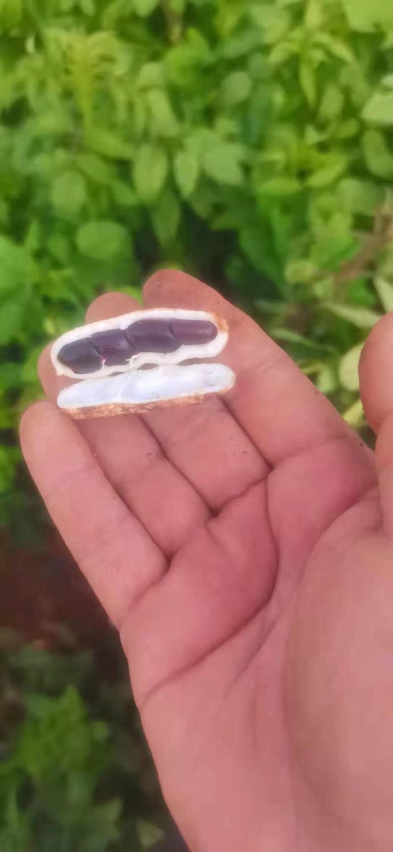紫米花生