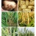 25%噻虫嗪咯菌腈精甲霜灵小麦水稻花生土豆大蒜蓝色拌种剂