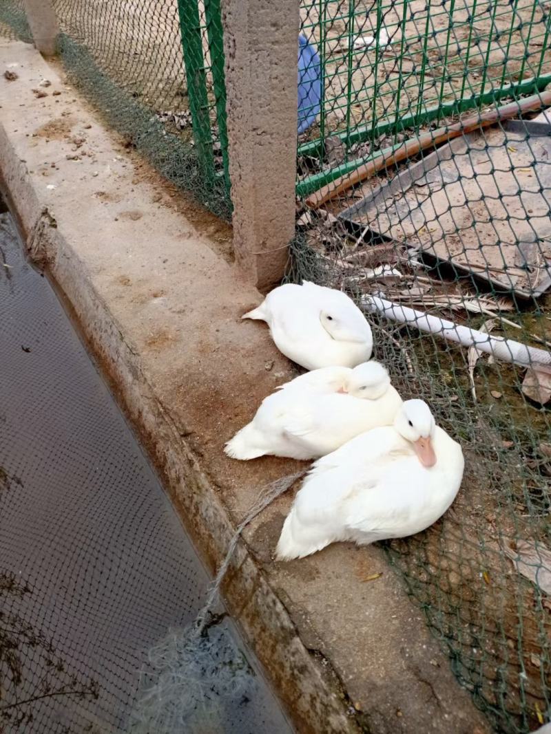 柯尔鸭超低价出售中，一只也全国发货，货到付款奥