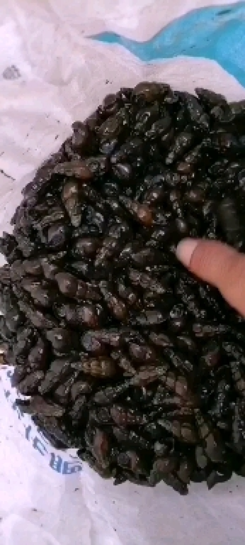 山坑螺