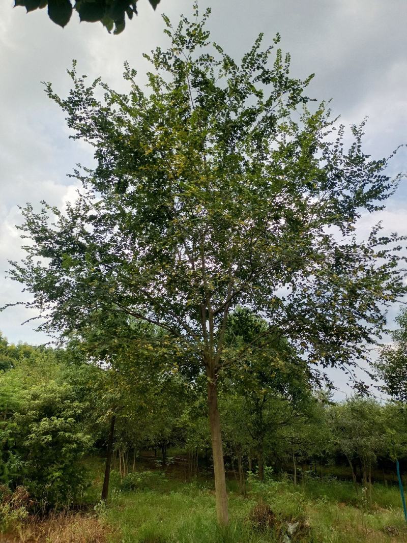 朴树，大型朴树种植专供，专业人士精心培育【鸿洋园艺】
