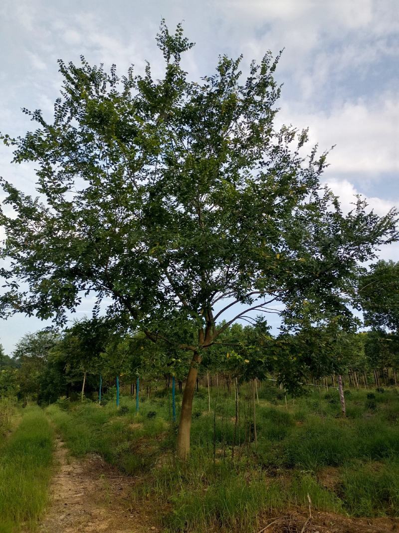 朴树，大型朴树种植专供，专业人士精心培育【鸿洋园艺】