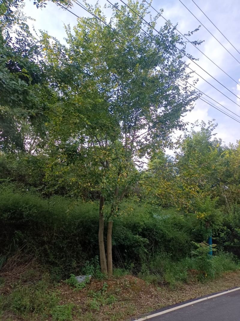 朴树，大型朴树种植专供，专业人士精心培育【鸿洋园艺】