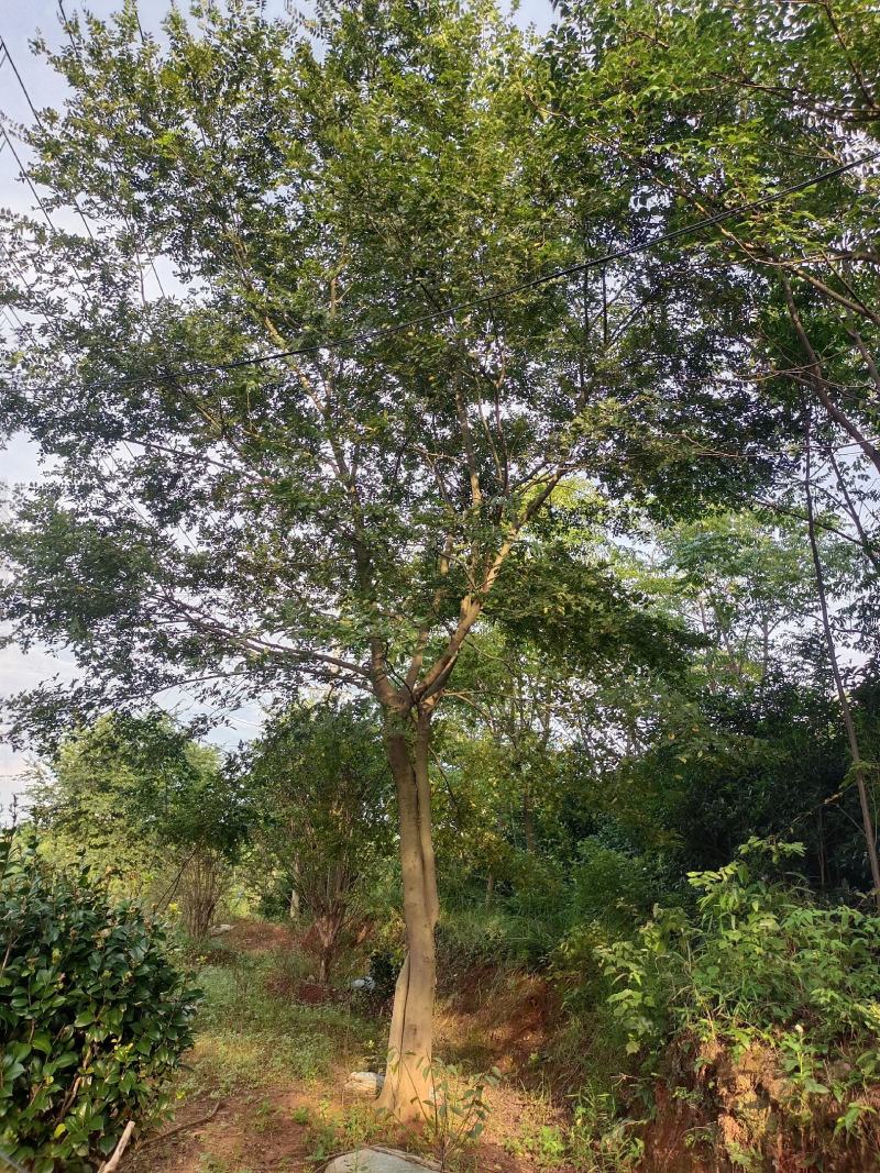 朴树，大型朴树种植专供，专业人士精心培育【鸿洋园艺】