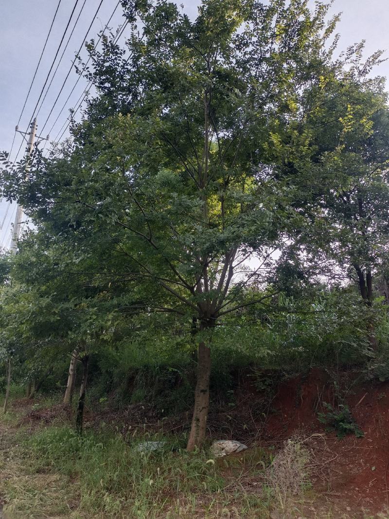 朴树，大型朴树种植专供，专业人士精心培育【鸿洋园艺】