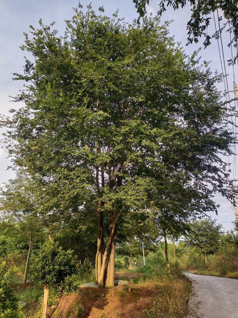 朴树，大型朴树种植专供，专业人士精心培育【鸿洋园艺】