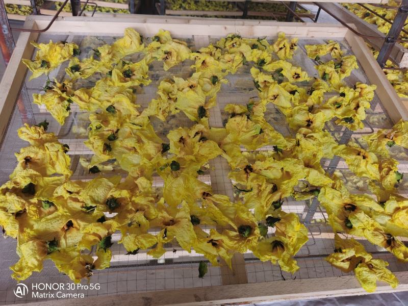 2022新货黄蜀葵花干净无杂颜色黄保证质量自产自销