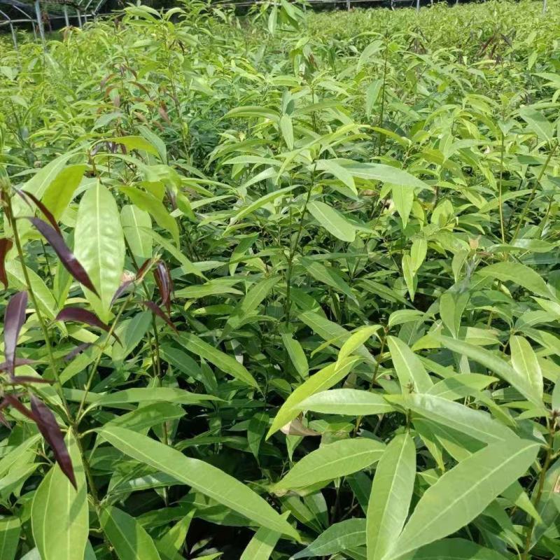 供应青冈栎小苗赤皮青冈小苗青冈栎杯苗价格