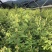 供应青冈栎小苗赤皮青冈小苗青冈栎杯苗价格