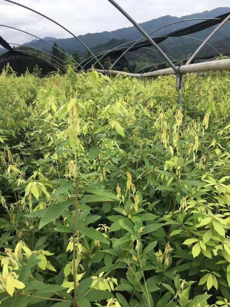 供应青冈栎小苗赤皮青冈小苗青冈栎杯苗价格
