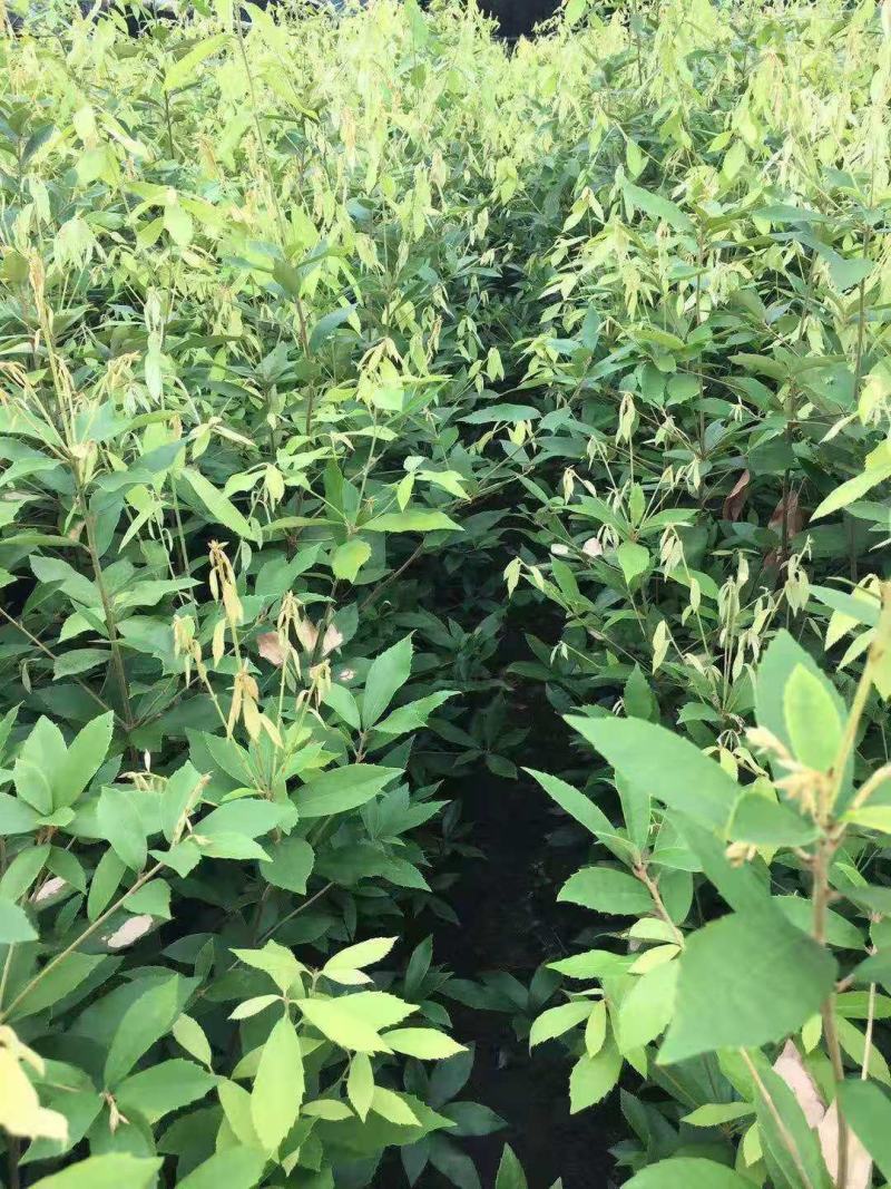 供应青冈栎小苗赤皮青冈小苗青冈栎杯苗价格