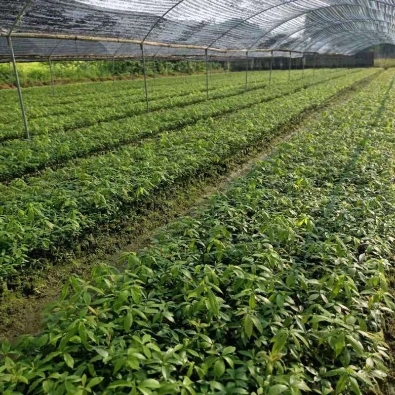 供应青冈栎小苗赤皮青冈小苗青冈栎杯苗价格