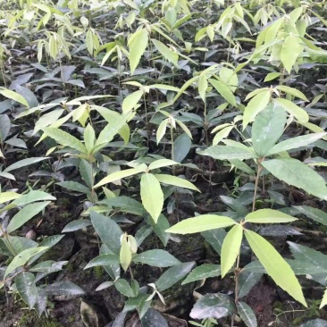 供应青冈栎小苗赤皮青冈小苗青冈栎杯苗价格