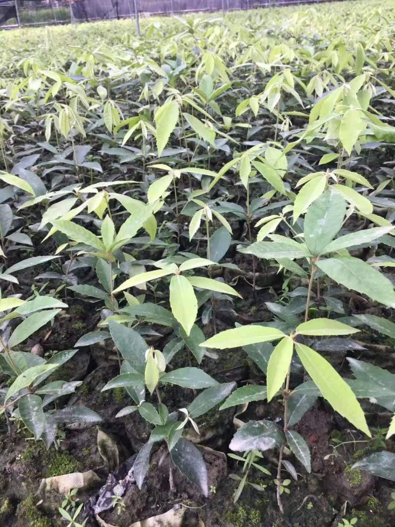 供应青冈栎小苗赤皮青冈小苗青冈栎杯苗价格