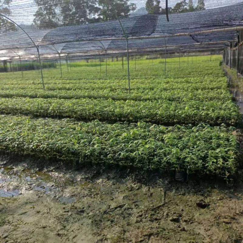 供应青冈栎小苗赤皮青冈小苗青冈栎杯苗价格