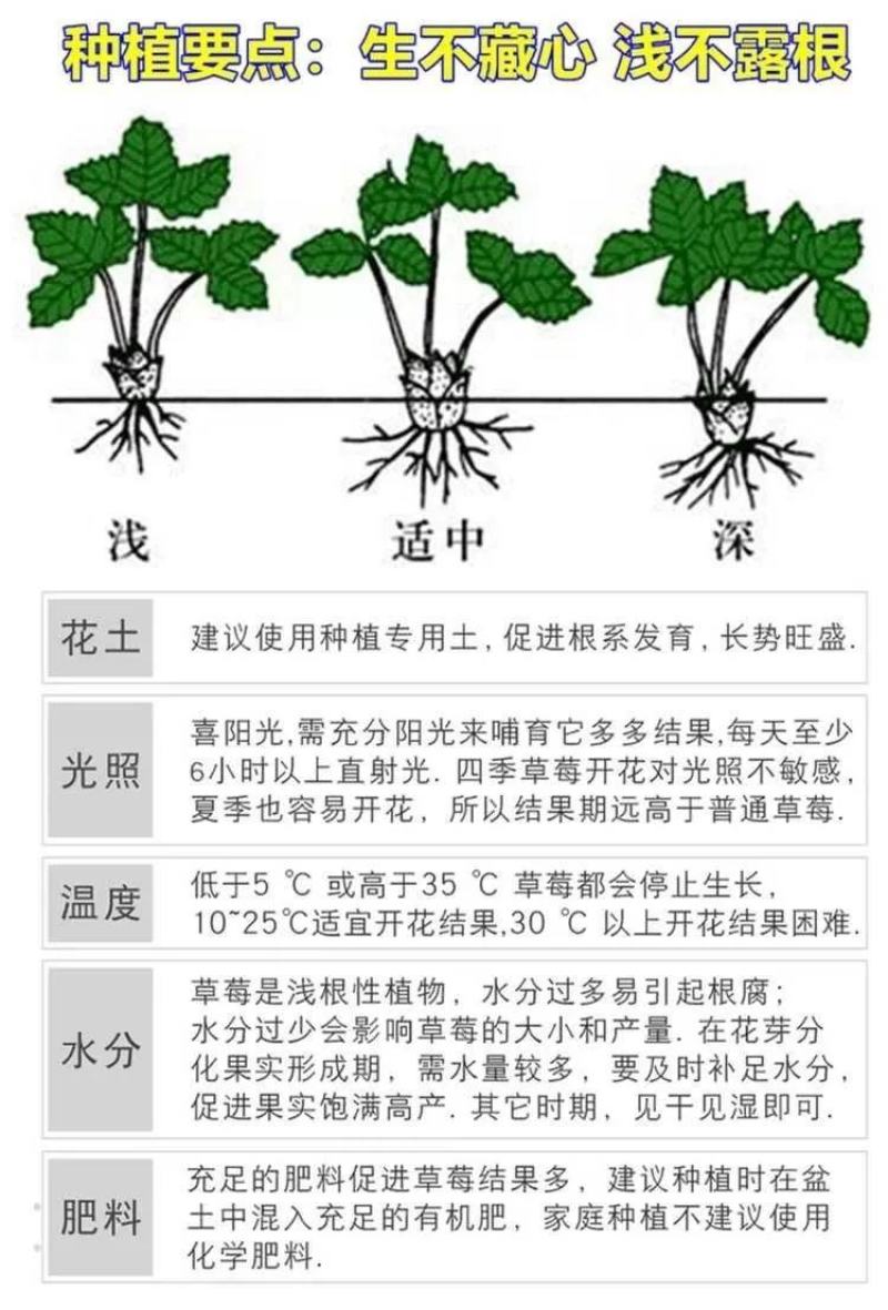 脱毒草莓苗甜宝奶油章姬红颜随珠香蕉白雪公主圣诞红雪里香