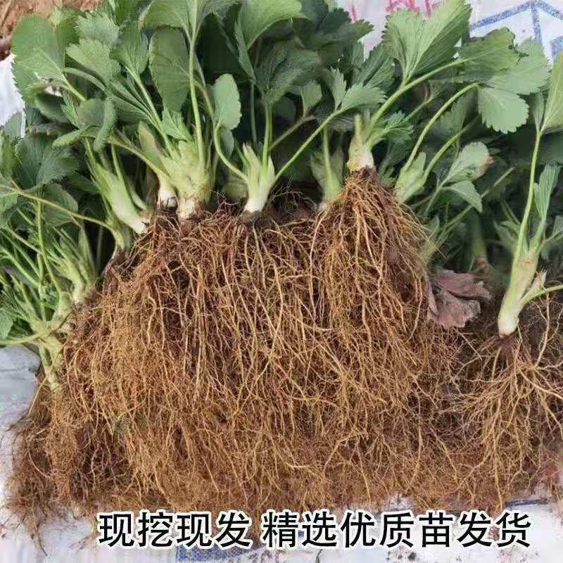 脱毒草莓苗甜宝奶油章姬红颜随珠香蕉白雪公主圣诞红雪里香