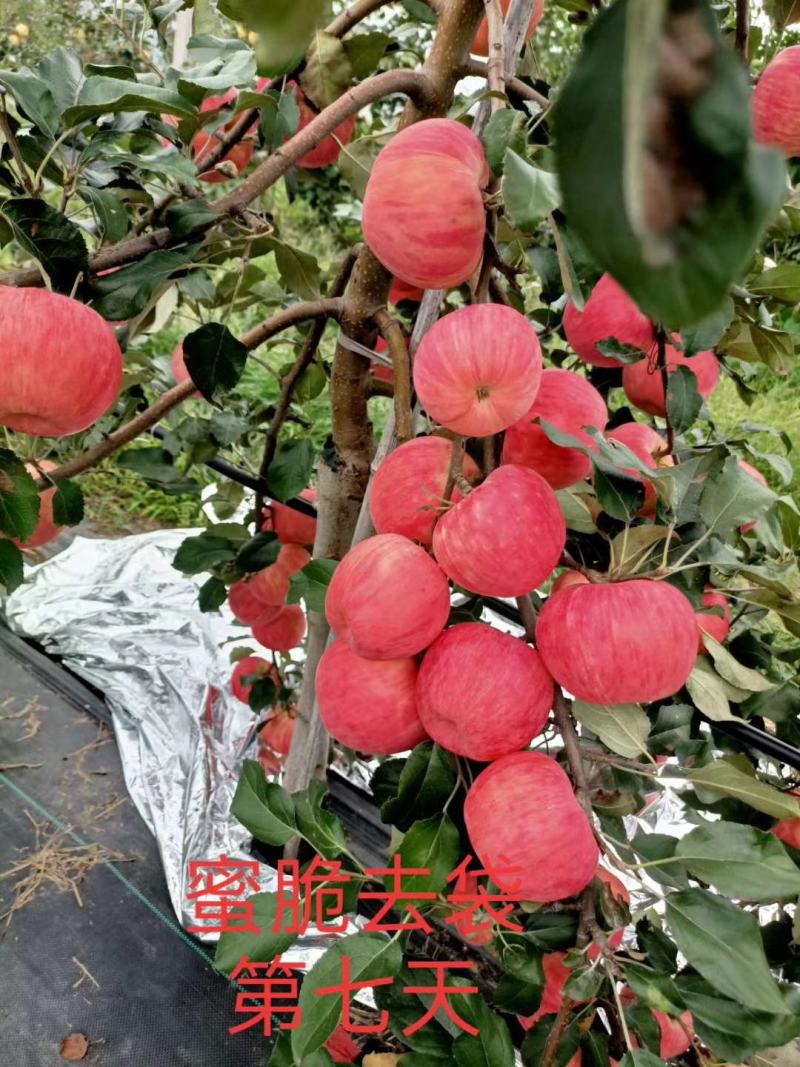 蜜脆苹果已经开卖，最小的75果，可以80起收，货量大，