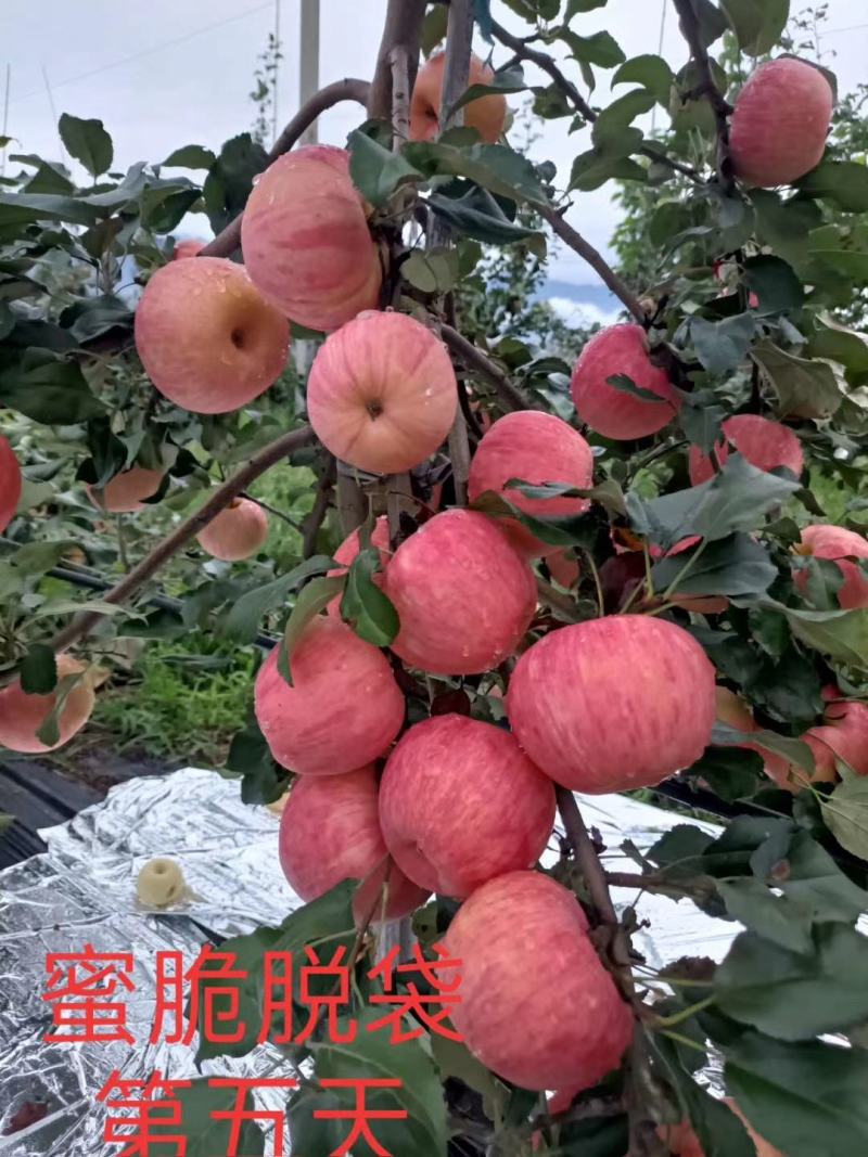 蜜脆苹果已经开卖，最小的75果，可以80起收，货量大，