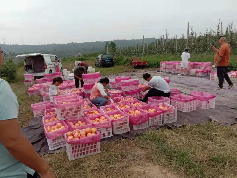蜜脆苹果已经开卖，最小的75果，可以80起收，货量大，