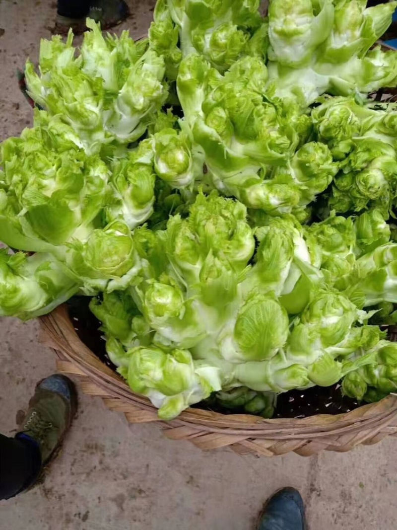 贵州特早儿菜，大量上市，保质保量，量大从优。