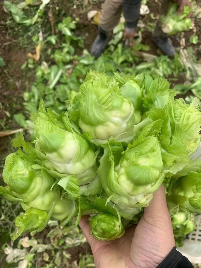 贵州特早儿菜，大量上市，保质保量，量大从优。