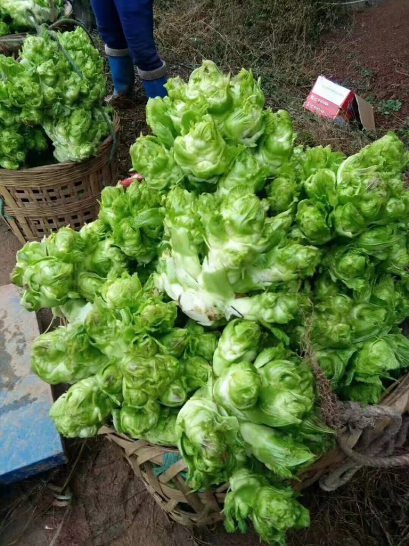 贵州特早儿菜，大量上市，保质保量，量大从优。