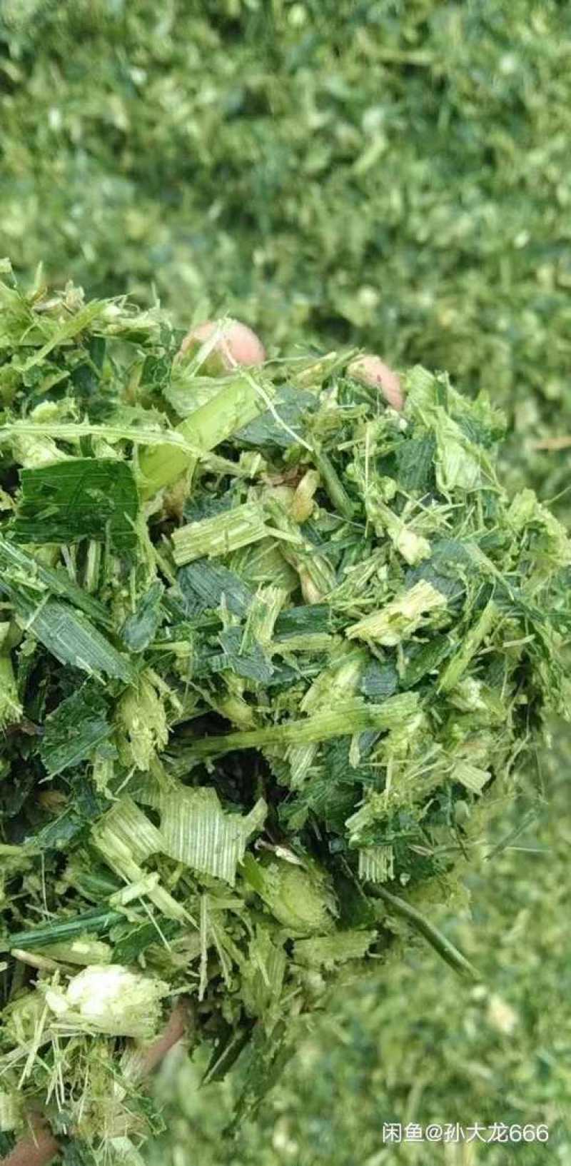 青储玉米秸秆饲料，和小麦秸秆饲料和花生秧饲料
