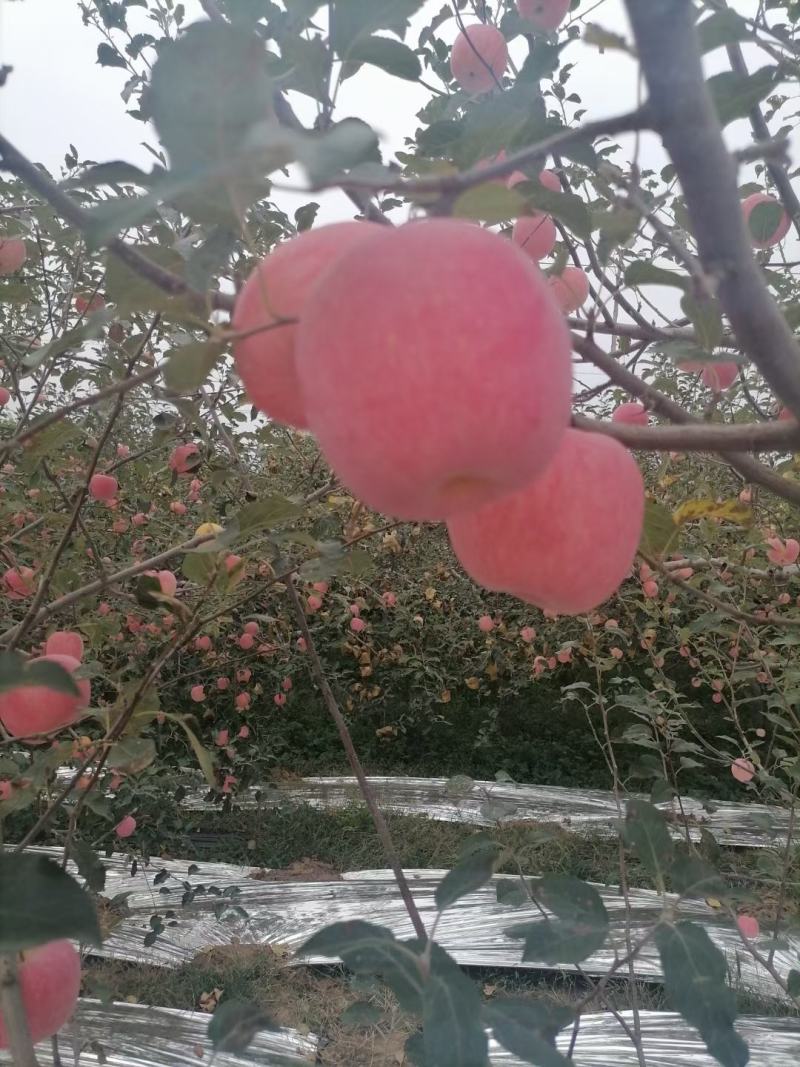 陕西乾县富士苹果，个大，色泽红艳，吃起来脆甜