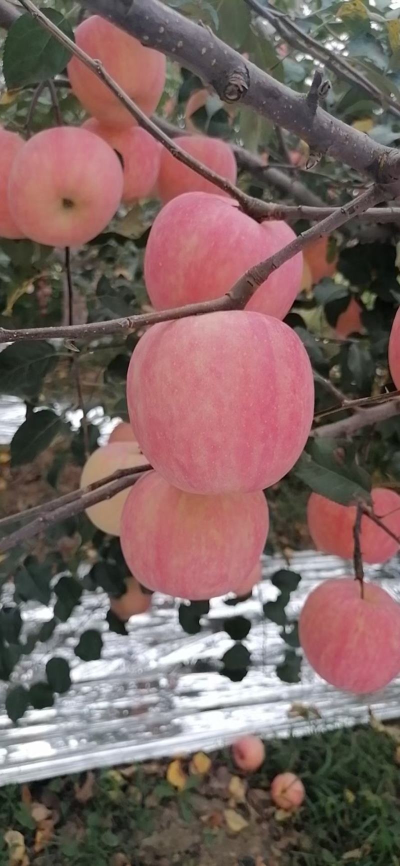 陕西乾县富士苹果，个大，色泽红艳，吃起来脆甜