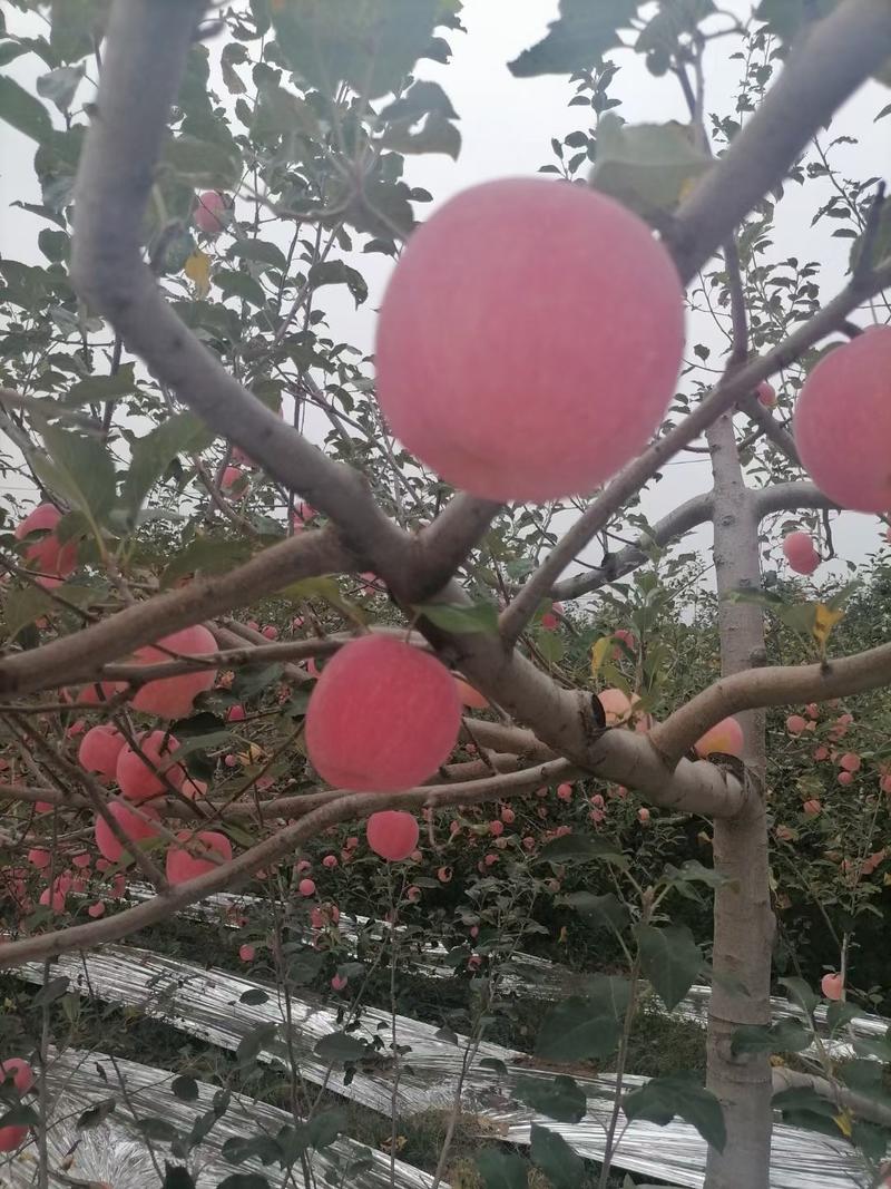 陕西乾县富士苹果，个大，色泽红艳，吃起来脆甜