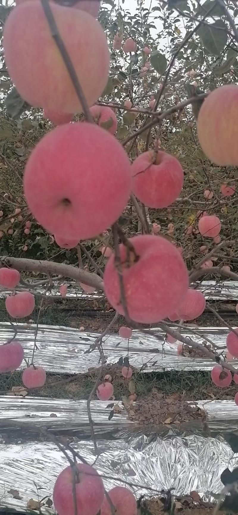 陕西乾县富士苹果，个大，色泽红艳，吃起来脆甜