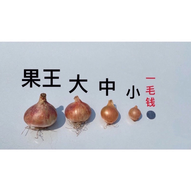 《紫洋葱》有货长期供应商需要合作！长期合作！