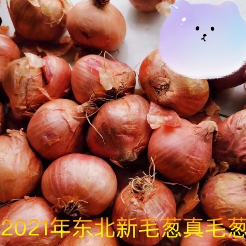《紫洋葱》有货长期供应商需要合作！长期合作！