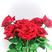 【基地直发】云南鲜花玫瑰真花批发卡罗拉红玫瑰