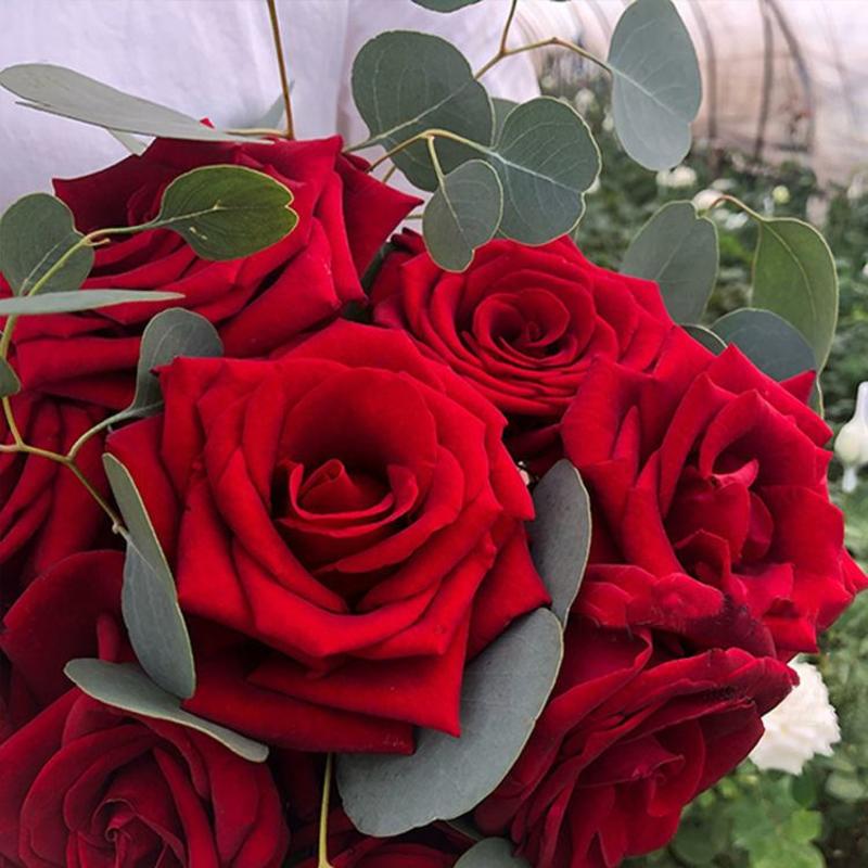 【基地直发】云南鲜花玫瑰真花批发卡罗拉红玫瑰