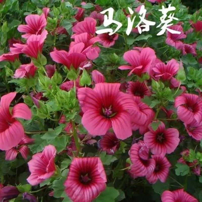 马洛葵种子草花彩包花仙子系列家庭阳台花卉新品种香草种子