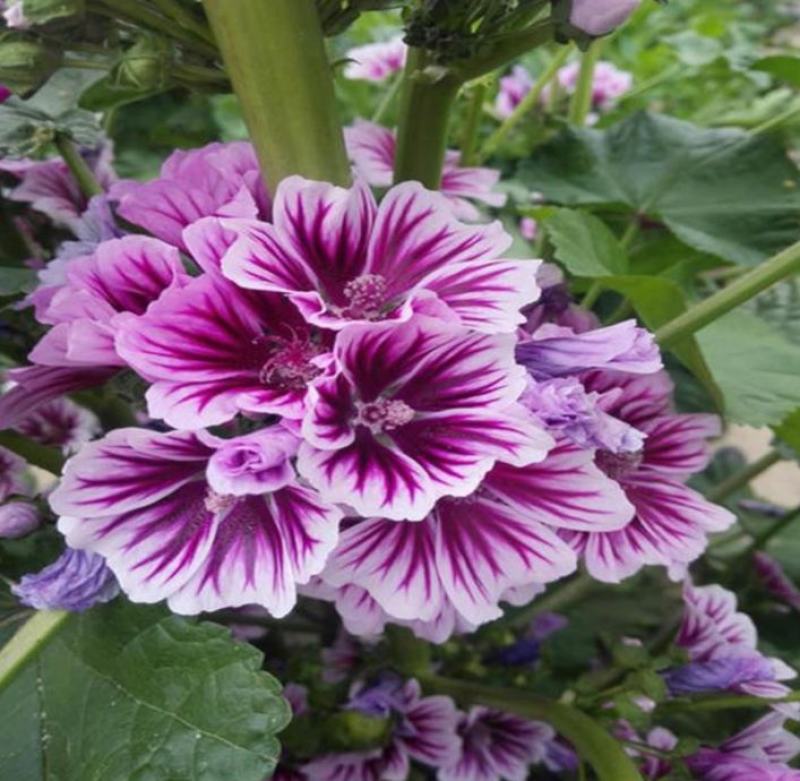 马洛葵种子草花彩包花仙子系列家庭阳台花卉新品种香草种子