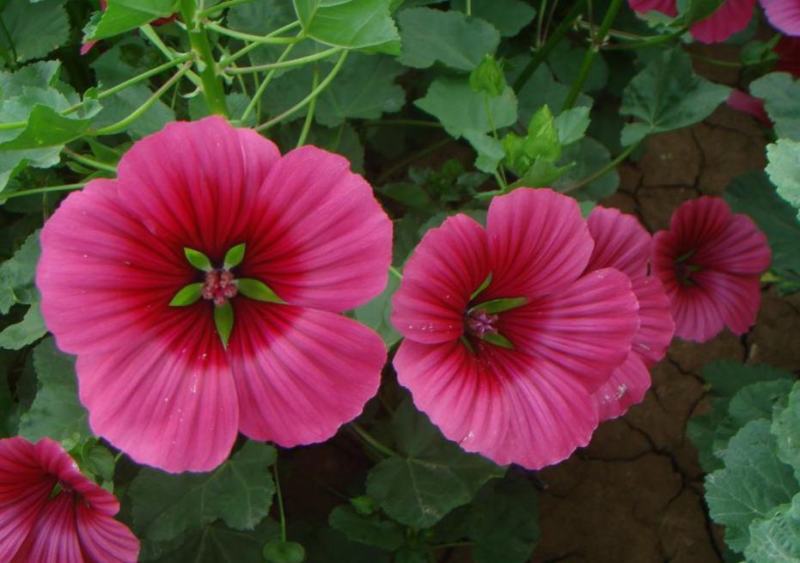 马洛葵种子草花彩包花仙子系列家庭阳台花卉新品种香草种子
