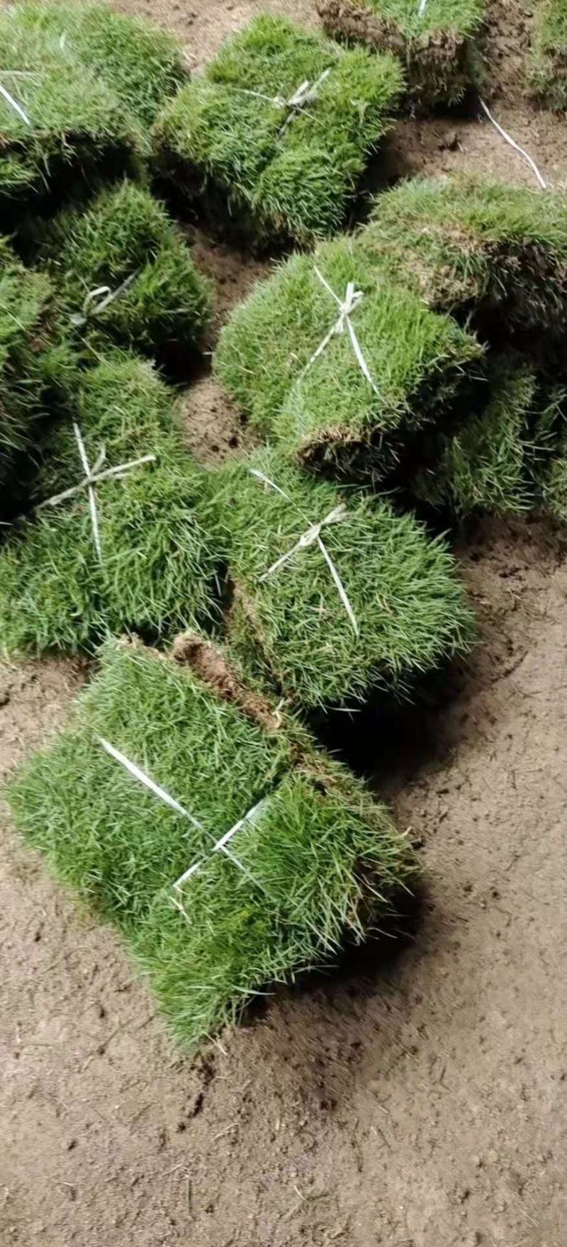 草坪、百慕大草坪沭阳基地装货全部实方可视频看货选货
