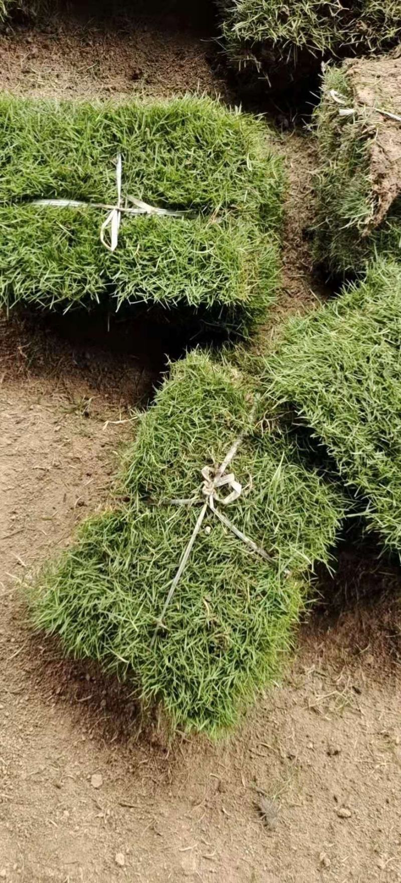 草坪、百慕大草坪沭阳基地装货全部实方可视频看货选货