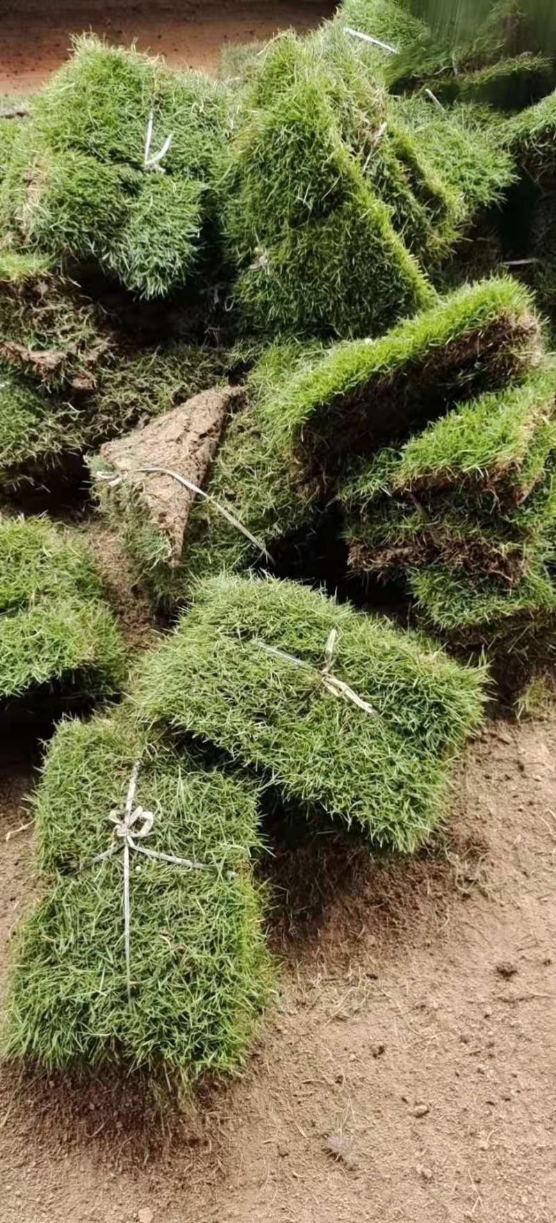 草坪、百慕大草坪沭阳基地装货全部实方可视频看货选货