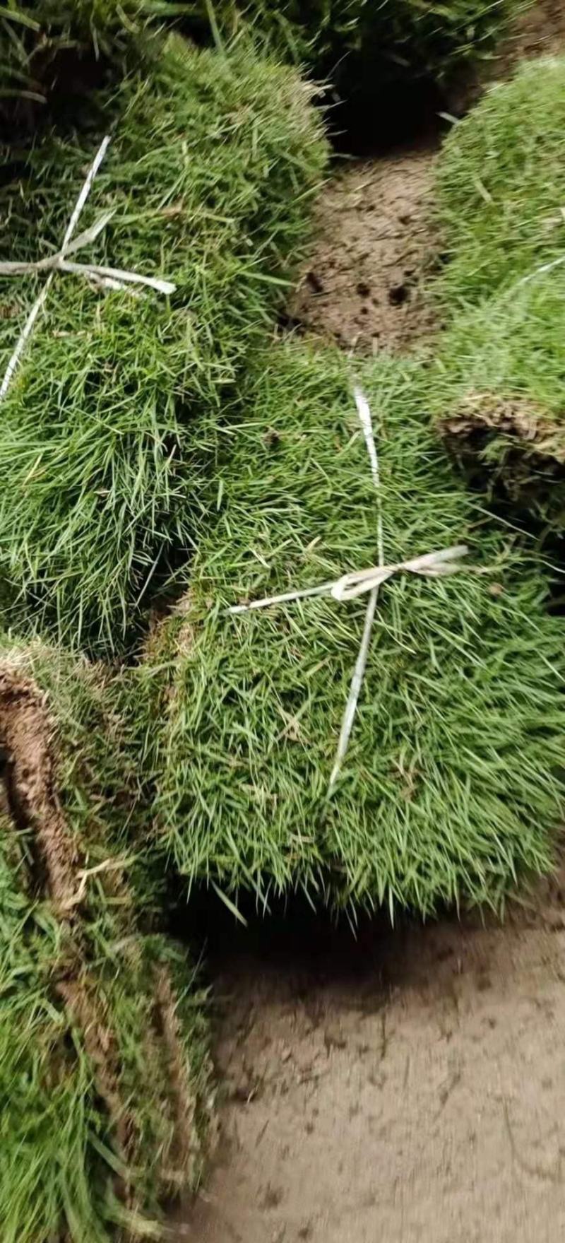 草坪、百慕大草坪沭阳基地装货全部实方可视频看货选货