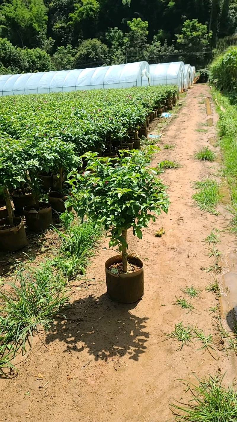大量批发各种规格的云南紫三角梅常年供应新鲜供货