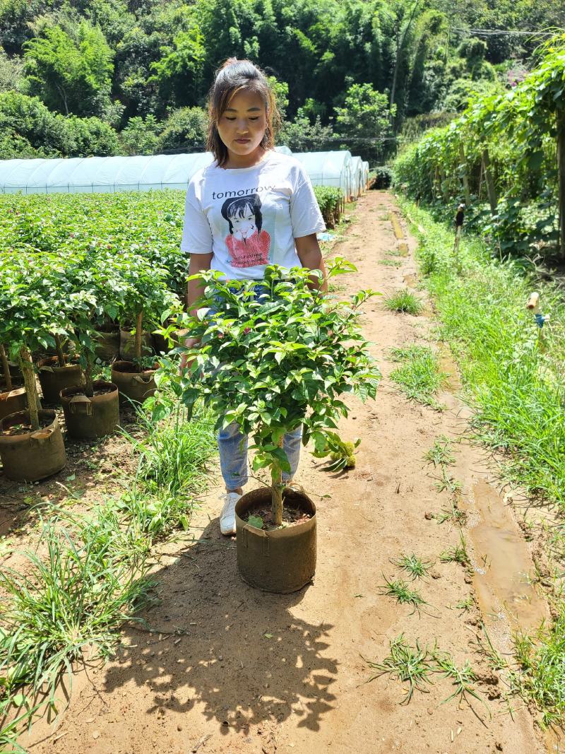 大量批发各种规格的云南紫三角梅常年供应新鲜供货